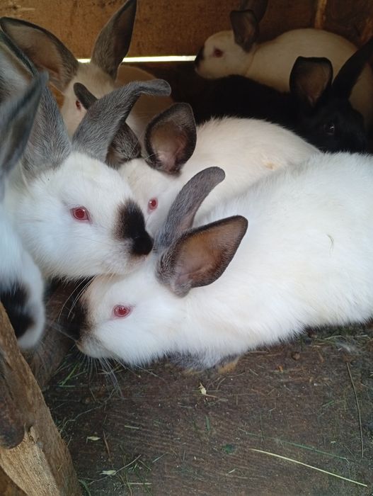 Продам кролів молоді малі та середні