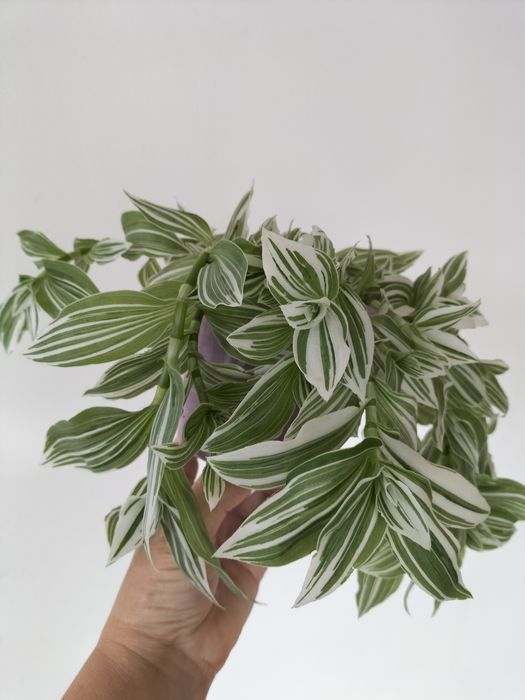 Традесканція зебріна