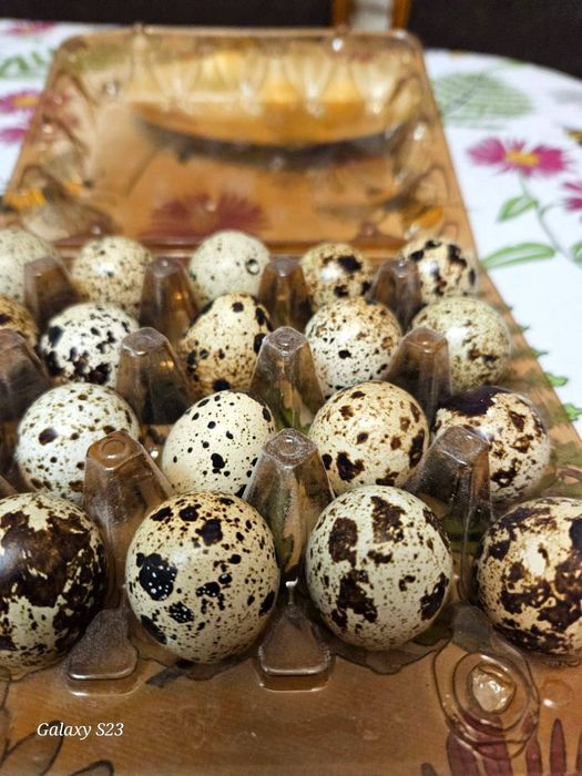 Продам інкубаційне яйце