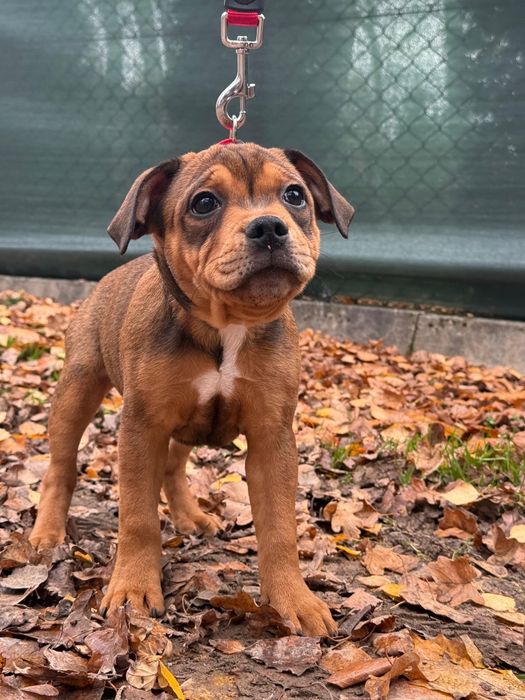 Staffordshire Bull Terrier - Dostępny piesek Staffik