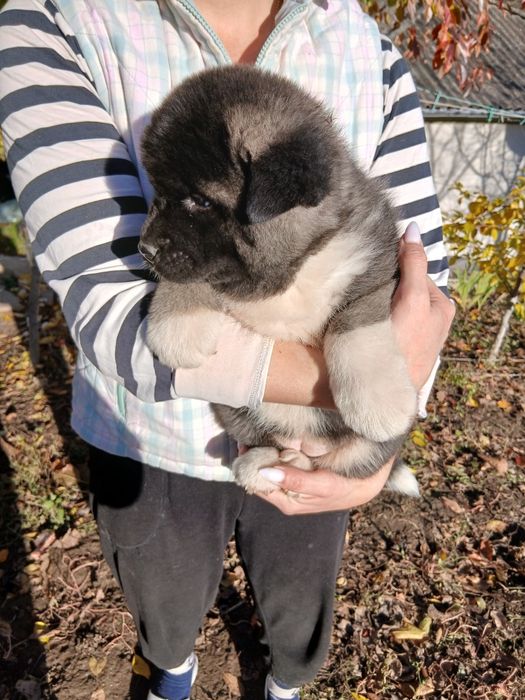 Американська акіта готові до замовлення