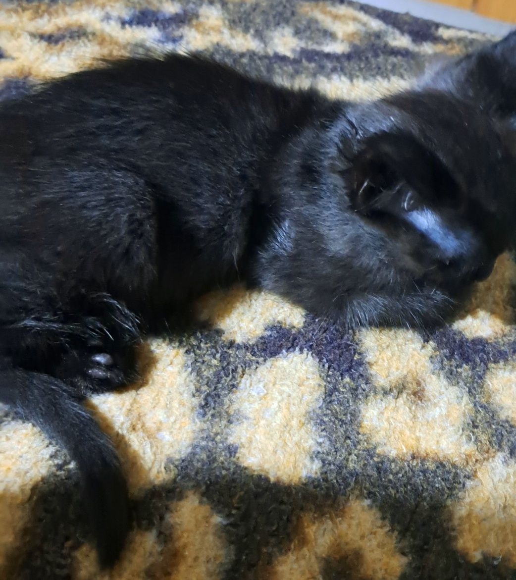 Doação de 2 gatinhas