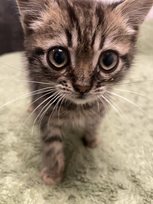 Віддам в добрі руки кошеня