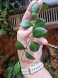 Hoya Carmelae 5 wezlów