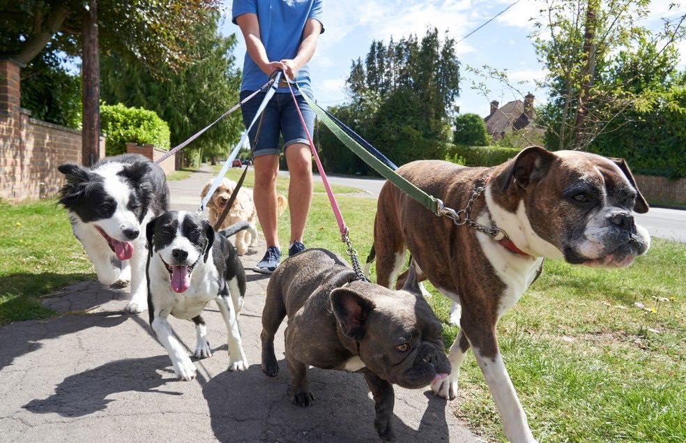 Passear com o cão