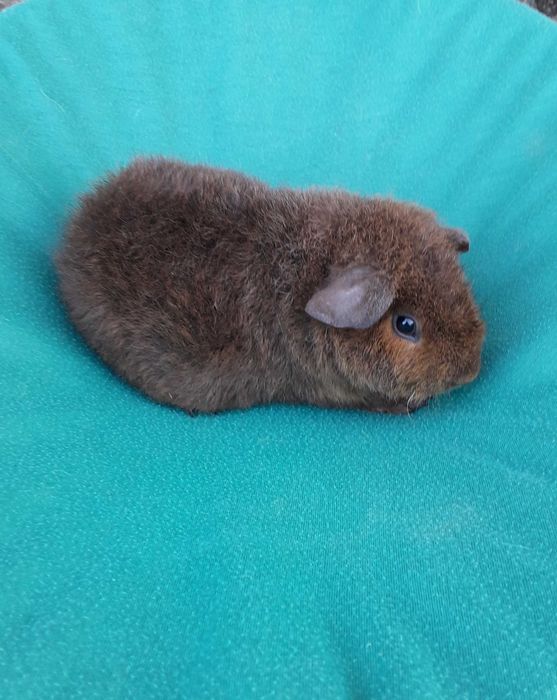 Морська свинка, Тедді