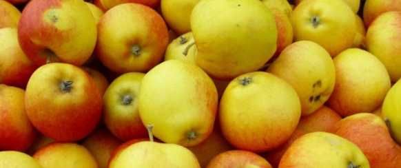 Jabłka koksa pomarańczowa 20kg z własnego sadu