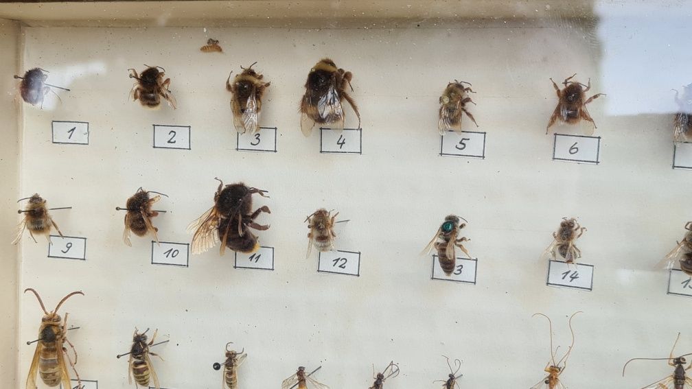 Gablotka z owadami, insektami kolekcja, pomoc szkolna