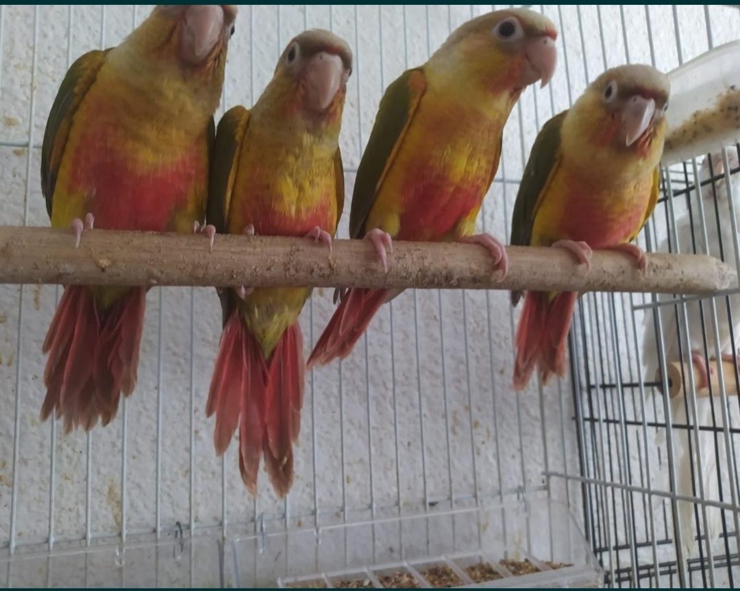 Pyrrhuras para venda