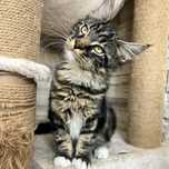 Kotka Maine Coon GOTOWA DO odbioru