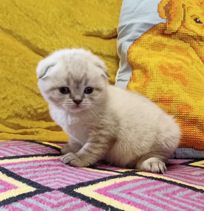 Неймовірно гарна дівчинка.  Кошенята.  Плюшевые котята