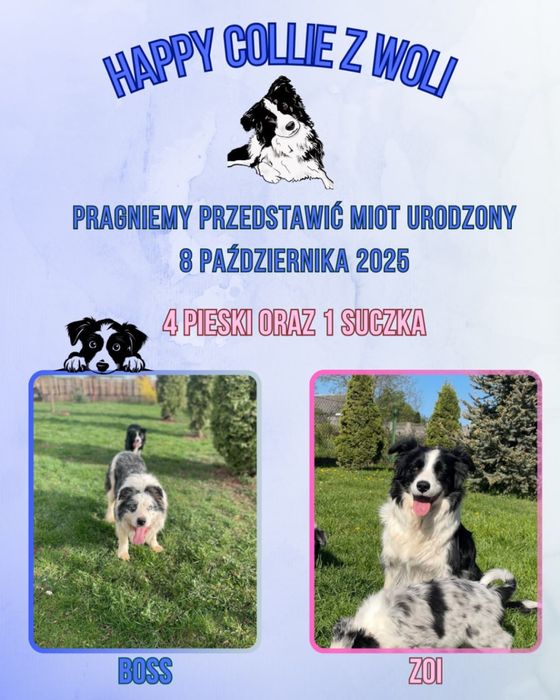 Szczeniak border collie czarno-biały (z bad. genetycznymi i rodowodem)