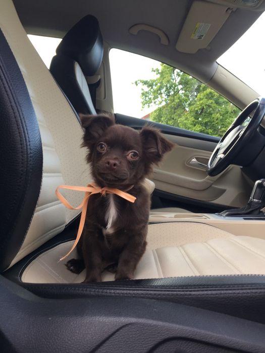 Чіхуа гарнесенький