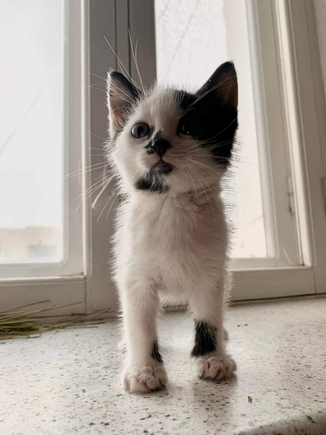 Шукаю люблячих батьків для кошенят.В добрі серця та ручки!