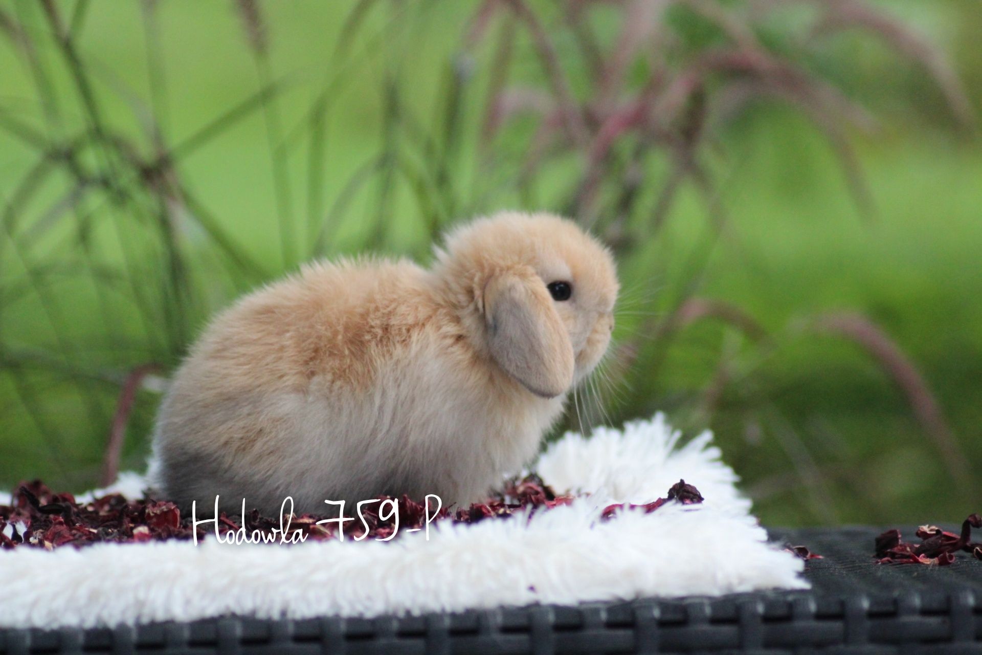 Mini lop króliki miniaturowe karzełki metryka microchip hodowla