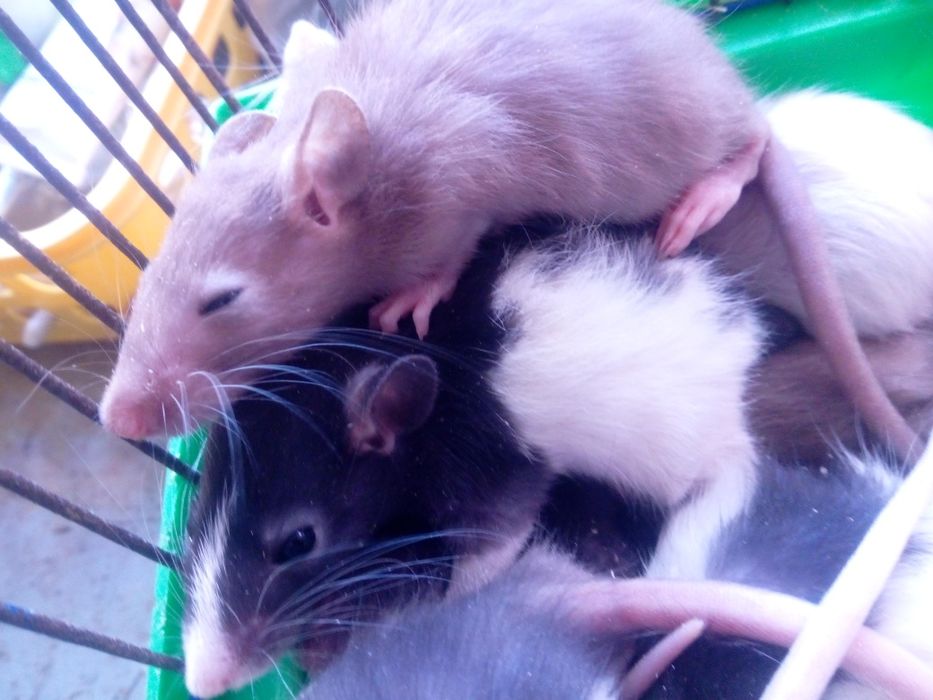 Крисята, декоративні криски, домашні щурики