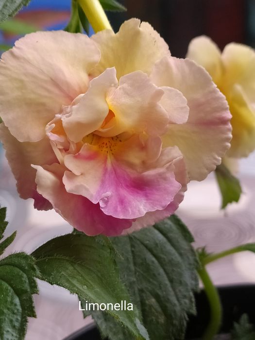 Ахіменеси (ахимынесы)  різоми