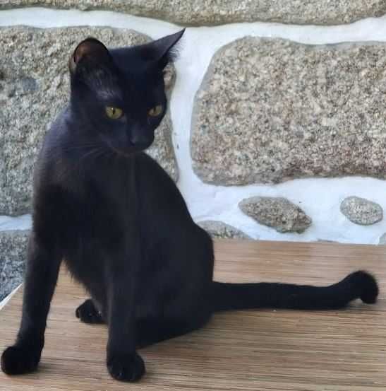 Dou gatinha esterilizada preta com 1 ano.