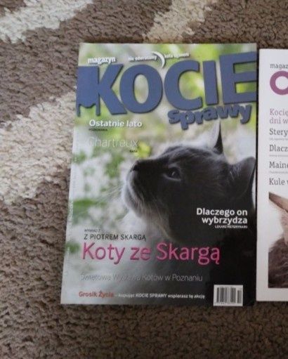 Kocie sprawy. Książka o kotach.