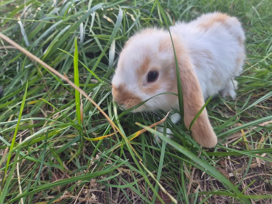 Krolik miniaturka baranek