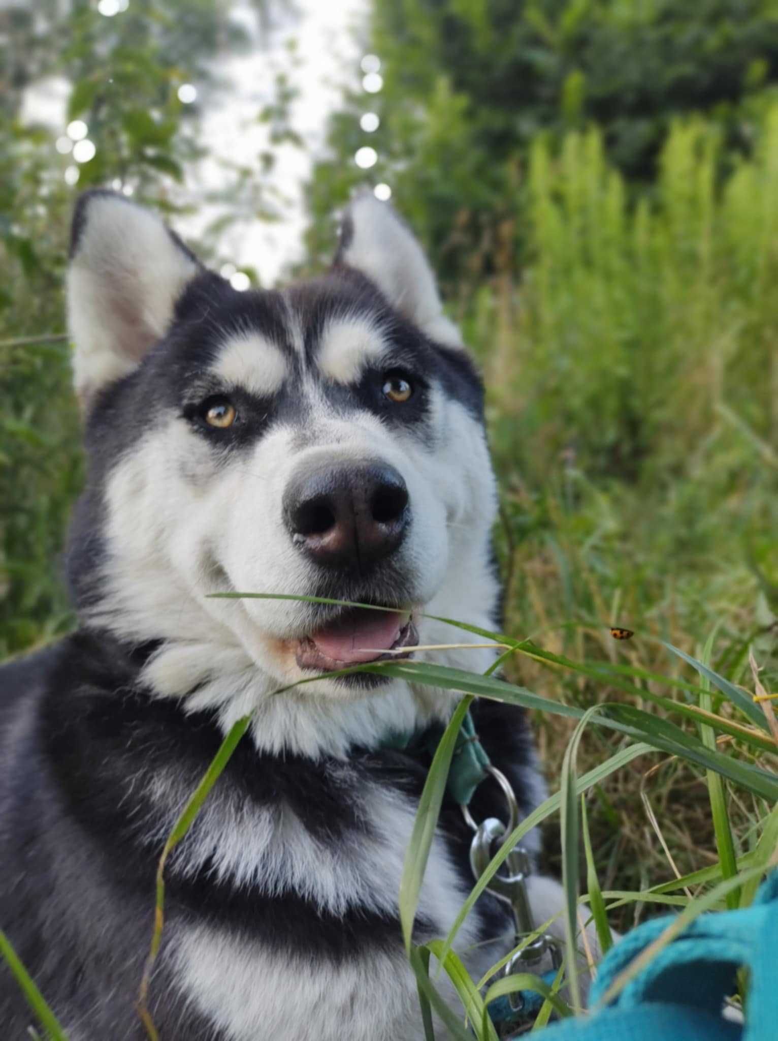 Czarna Zosia, kochana, młoda suczka mix husky i malamute szuka domu