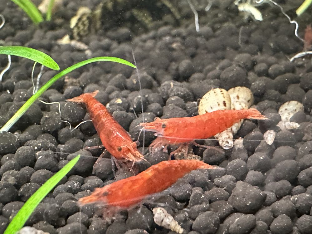 Neocaridinas red Fire