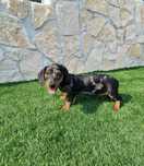 Teckel Black Merle