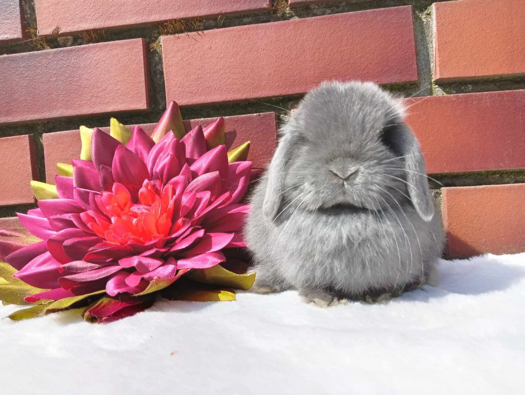 Mini lop, królik miaturka, króliczek baranek, karzełek