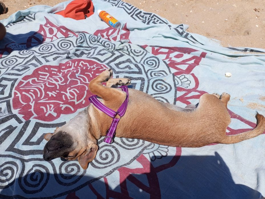 Da se cadela de porte pequeno