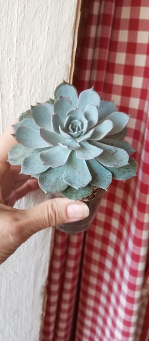 Суккуленты, ехеверии, крассулы