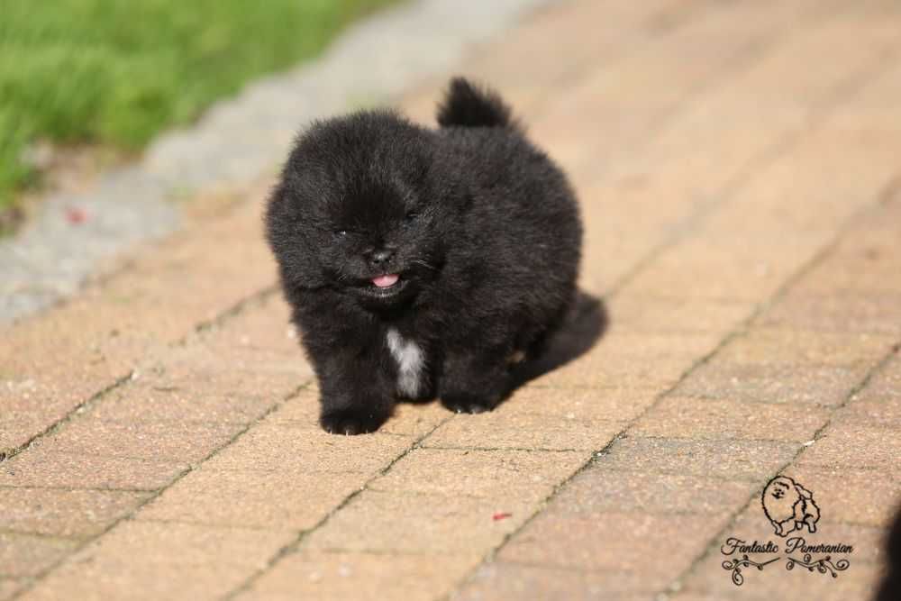Szpic miniatyrowy pomeranian