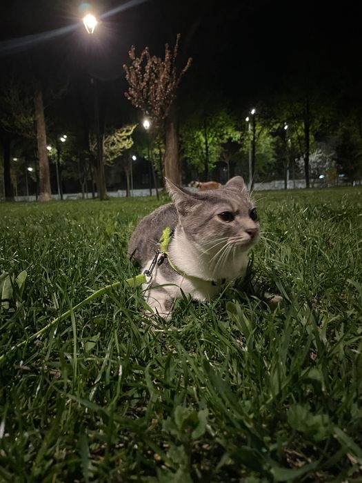 Котик, 1 рік терміново