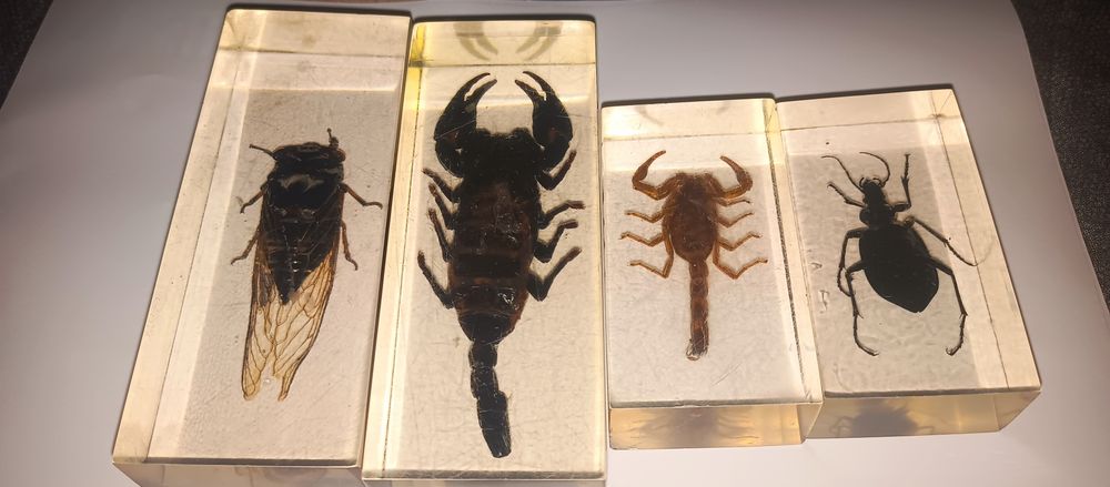 Жуки в стекле новыее