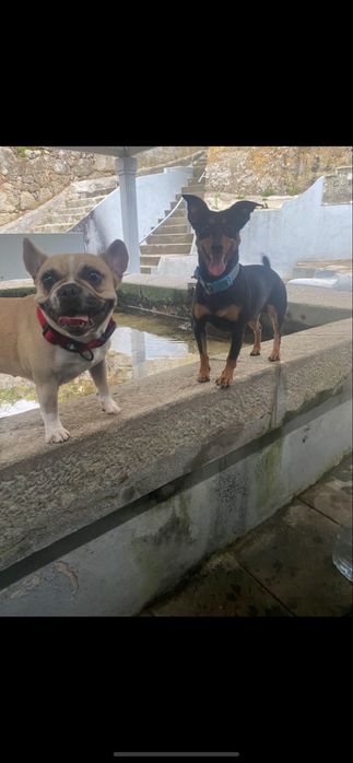 Bulldogs racado de pincha