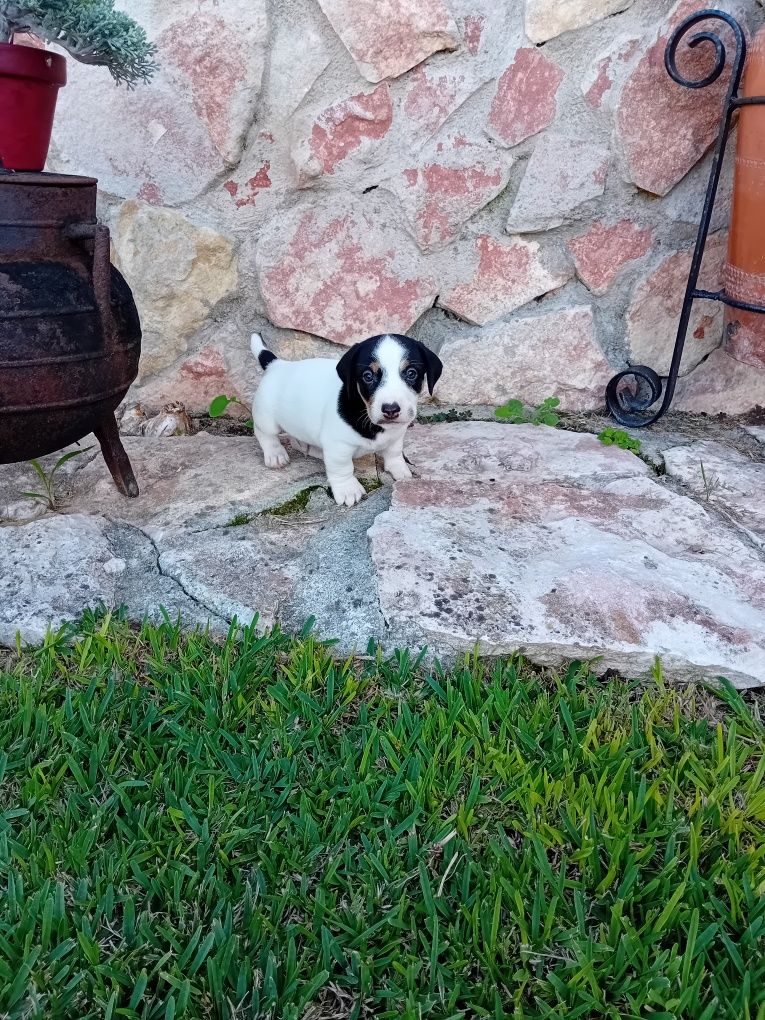 Macho Jack Russel Terrier