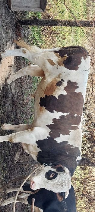 Бичок мурчик продам у добрі руки