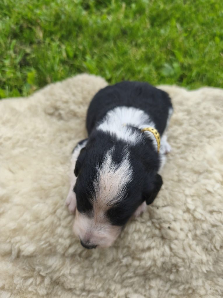 Border Collie szczeniak