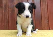 Szczeniak BORDER COLLIE z Hodowli - Rasowa suczka z pełną dok.