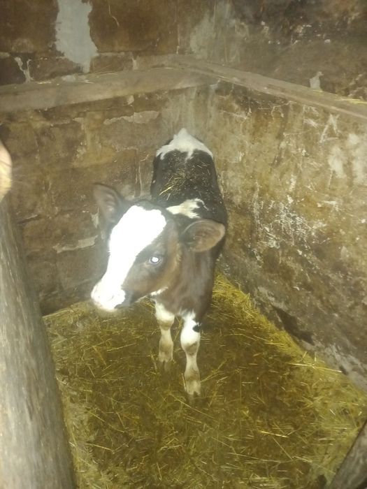 Продам 2 - х месячную тёлочку.В Каменной Яруге.