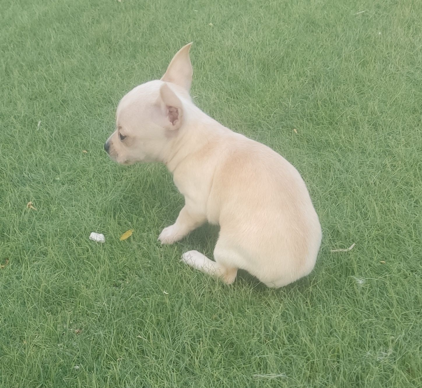 Linda Chihuahua fêmea