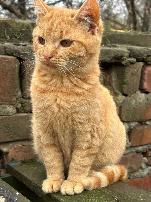 Шукаємо сім'ї котикам