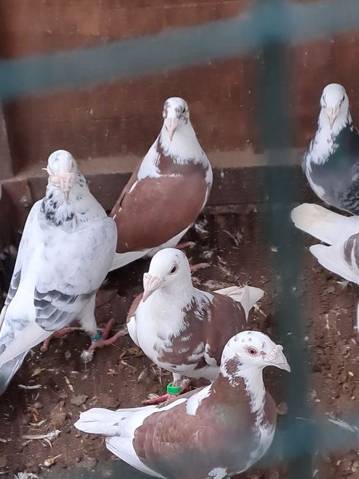 Golebie staropolskie