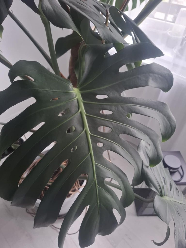Kwiat Monstera Deliciosa