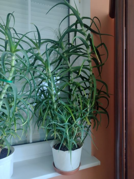 Aloes duży w doniczce 7/8 lat