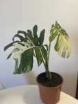 Planta mosntera variagata Deliciosa