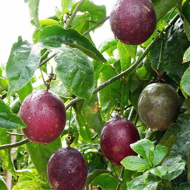 Plantas de Maracujá Roxo, Grande, Doce da Colômbia.