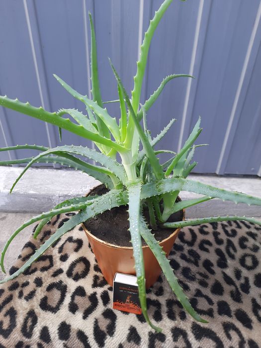 Алое комнатный лечебный