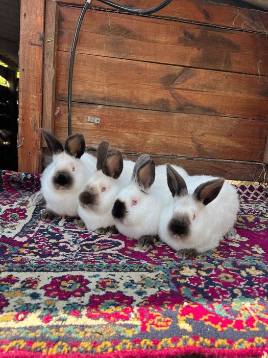 Кролики, кролі, каліфорнія, каліфорнійський кролик