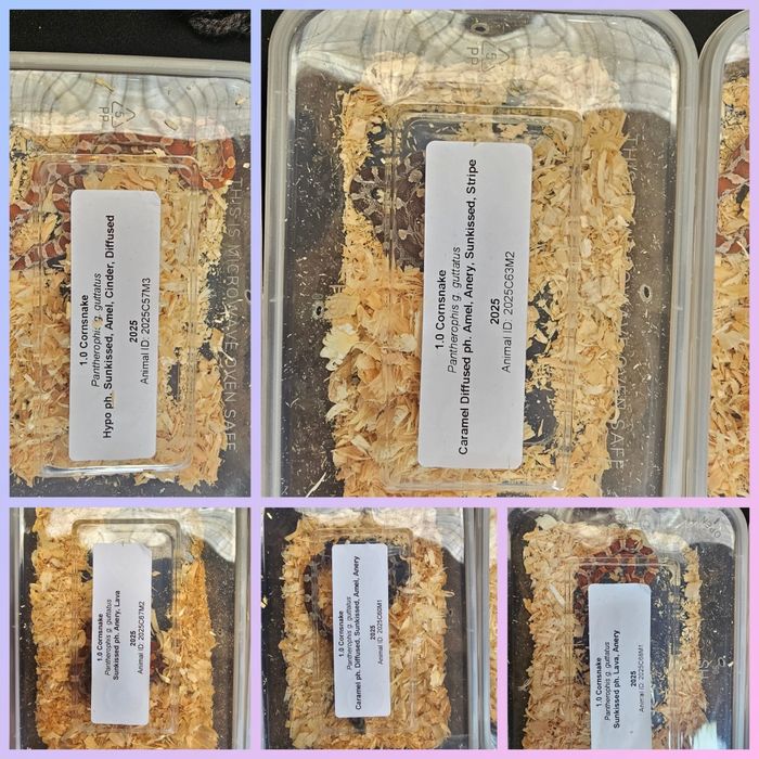 Waz zbozowy różne odmiany kolorystyczne