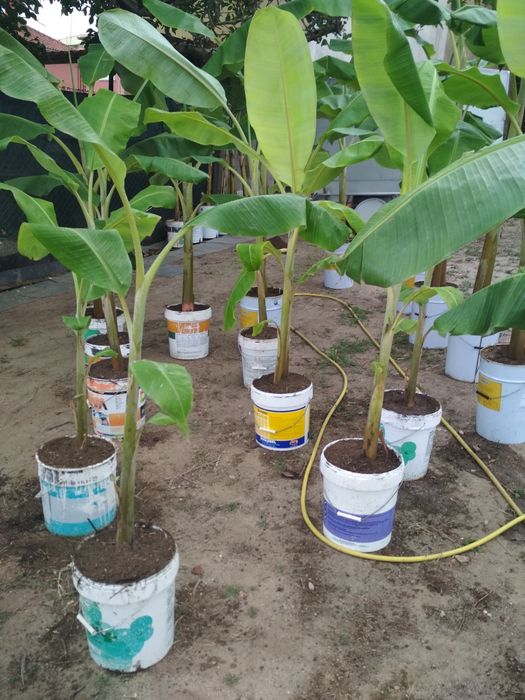 Bananeiras envasadas p/ venda